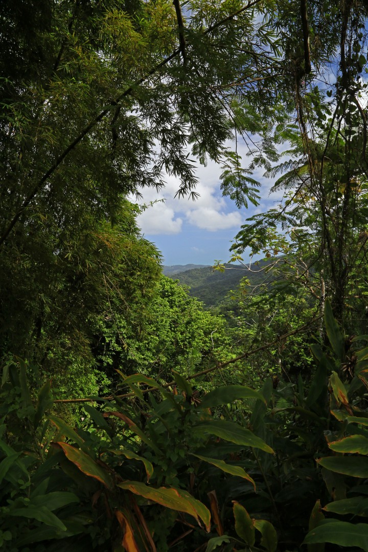 El Yunque National Forest | Mike Poneros' Photography Portfolio